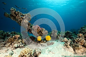 Masked butterflyfish. coral and ocean.