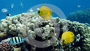 Masked butterflyfish. Fish - a type of bone fish Osteichthyes.