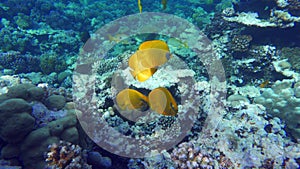 Masked butterflyfish. Fish - a type of bone fish Osteichthyes.