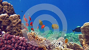 Masked butterflyfish. Fish - a type of bone fish Osteichthyes.