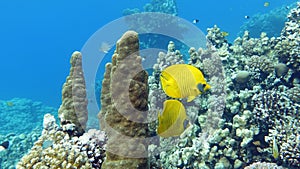 Masked butterflyfish. Fish - a type of bone fish Osteichthyes.