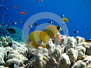 Masked butterflyfish. Fish - a type of bone fish Osteichthyes.