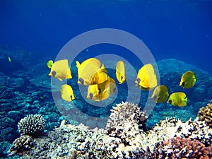 Masked butterflyfish. Fish - a type of bone fish Osteichthyes.