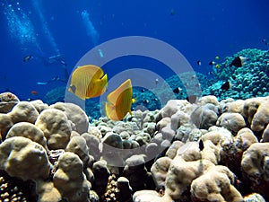 Butterfly fish Chaetodontidae. Masked butterfly fish. photo