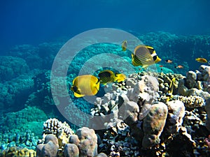 Butterfly fish Chaetodontidae. Masked butterfly fish. photo