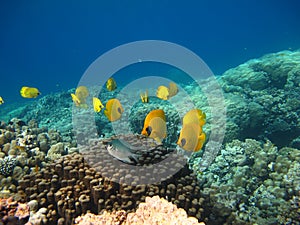 Butterfly fish Chaetodontidae. Masked butterfly fish. photo