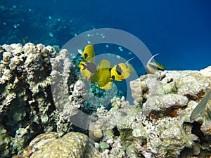 Butterfly fish Chaetodontidae. Masked butterfly fish. photo