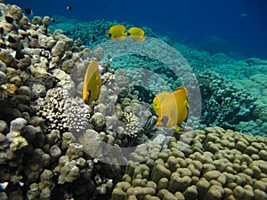 Butterfly fish Chaetodontidae. Masked butterfly fish. photo