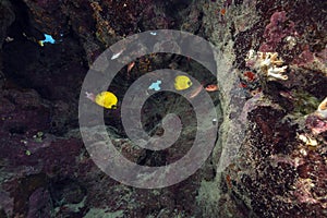 Masked butterflyfish under a reef plate in the Red Sea.