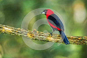 Masked Crimson Tanager