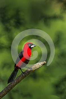 Masked Crimson Tanager