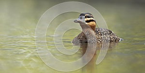 Masked duck Nomonyx dominicus, adult female in a pond spring time photo