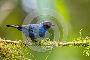 Masked Flower-piercer - Diglossa cyanea