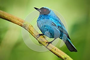 Masked Flower-piercer, Diglossa cyanea, blue tropic bird with black head, animal in the nature habitat, green background, Ecuador