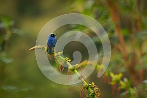 Masked Flowerpiercer - Diglossa cyanea blue tanager bird found in montane forest and scrub in South America, sharp hook on the