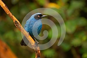 Masked Flowerpiercer - Diglossa cyanea blue tanager bird found in montane forest and scrub in South America, sharp hook on the