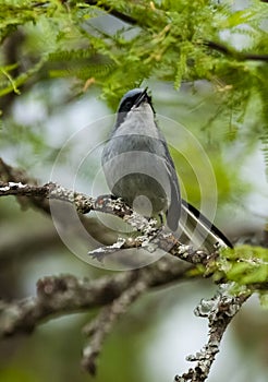 Masked Gnatchatcher (Polioptila dumicola).IberÃ Marshes,