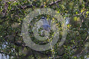 Masked Gnatchatcher (Polioptila dumicola).IberÃ Marshes,