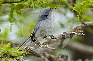 Masked Gnatchatcher (Polioptila dumicola).IberÃ Marshes,