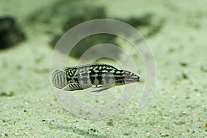 The masked julie Julidochromis transcriptus.