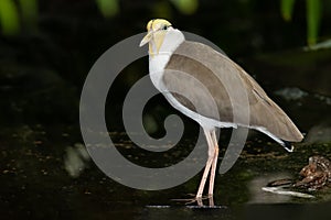 A Masked Lapwing