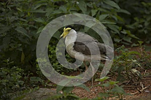 The Masked lapwing, masked plover Vanellus miles.