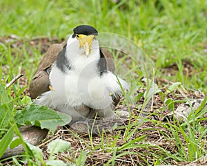 Masked lapwing sitting on an egg