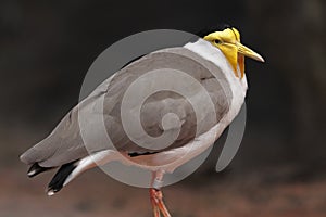 Masked lapwing - vanellus miles photo