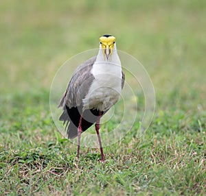 Masked Lapwing Vanellus Miles, Darwin, Australia