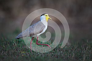 Masked Lapwing Vanellus Miles, Darwin, Australia