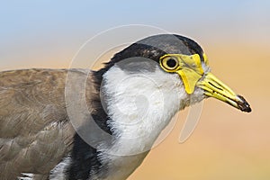 Masked lapwing (Vanellus miles) medium size bird, animal portrait on a summer sunny day on the river bank