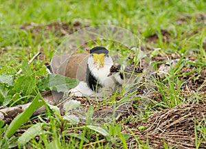 Masked lapwing with a young chick
