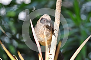 Masked Laughing Thrush