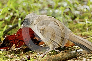 A Masked Laughingthrush