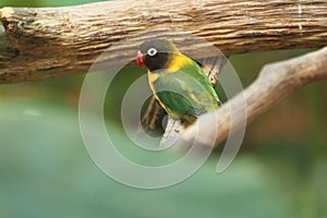 Masked lovebird