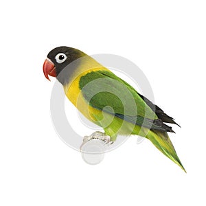 Masked Lovebird - Agapornis personata