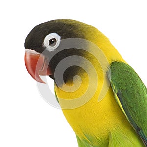 Masked Lovebird - Agapornis personata