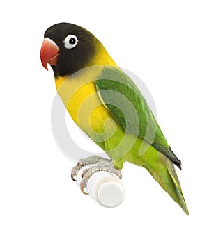 Masked Lovebird - Agapornis personata