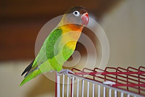 Masked lovebird or Agapornis personatus