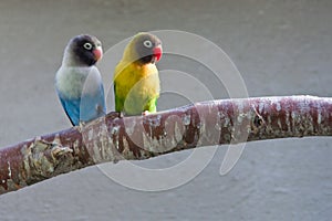 Masked Lovebirds on branch (looking right)