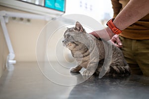 Enmascarado hombre el propietario de gris escocés todo derecho gato calma a los trazos el sobre el mesa durante doctores examen sobre el 