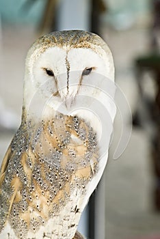 Masked owl.