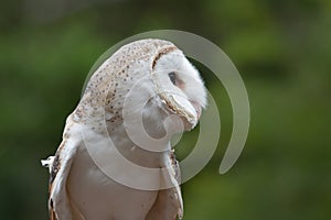 Masked Owl