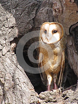 MASKED OWL