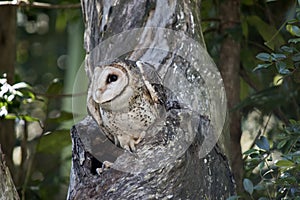 A masked owl