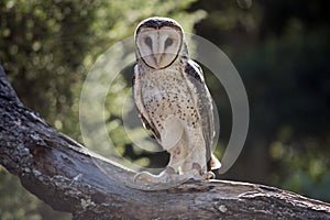 A masked owl