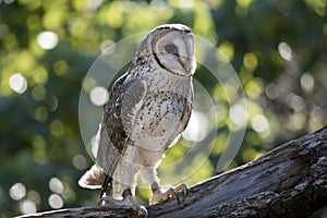 A masked owl