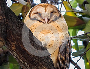 Masked Owl, Tyto novaehollandiae photo
