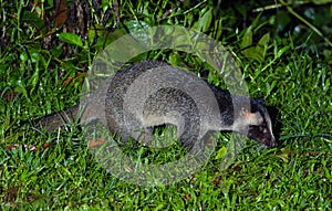 Masked palm civet or Paguma larvata.