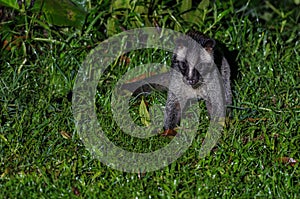 Masked palm civet or Paguma larvata.